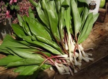 Посадка и выращивание черемши