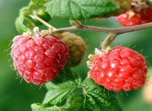 Обрезка куста малины, сорта ягоды малины