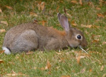 Маскировка домашних и диких животных 