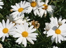 Описание методов сбора и лечения лекарственными растениями - лекарственные растения на Ваш Сад