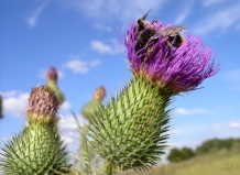 Красивый сорняк - чертополох или репейник в природе и на клумбе - чертополох на Ваш Сад