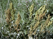 Щавель конский и широколистный: кулинарные рецепты применения щавеля - щавель на Ваш Сад