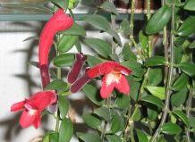 Домашнее растение колумнея, цветы колумнеи вендрарской - колумнея на Ваш Сад