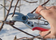 Корекция формы кроны плодового дерева