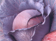 Краснокочанная капуста