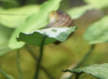 Хлороз на вашем участке - причина и устранение