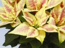 Пуансеттия – Звезда Рождественской ночи