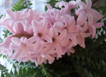 Гиацинт – цветок побеждающей весны - гиацинт на Ваш Сад