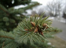 Королева зимних праздников - елка