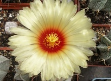 «Ваши фамилия… имя… отчество… национальность…»