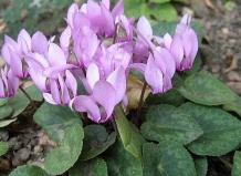 Знакомство с цикламеном: цикламен персидский, европейский - цикламен на Ваш Сад