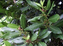 Священный лавр. Легендарное растение - лавровое дерево на Ваш Сад