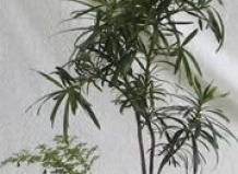 Комнатные хвойные растения