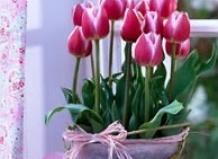 Зимняя выгонка тюльпанов