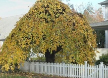 Все о растениях гороскопа друидов.