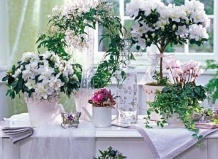 Белые цветы