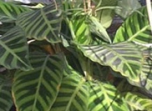 Создайте растениям уют! - подбор растений на Ваш Сад