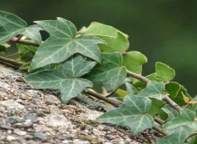 Растения и предрассудки - комнатные растения на Ваш Сад