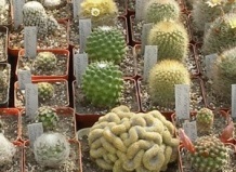 Аномалии в мире суккулентов. Кристатные формы