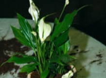 Подбор почвы для комнатных растений - почва, торф, подбор почвы на Ваш Сад