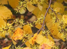 Самые ранние красивоцветущие кустарники и деревца - кизил, ива, верба, гамамелис на Ваш Сад