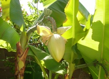 Японский банан - банан японский, Musa basjoo на Ваш Сад