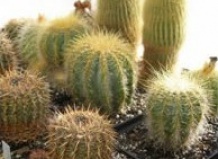 Вода глазами кактусов
