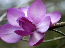 Цветущая красавица с манерами