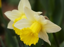 Легенды о цветах (Часть 2)