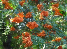 О растениях гороскопа друидов. Рябина