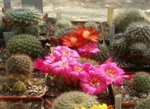 Компост как органическое удобрение