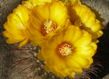 Заключенные в семени