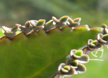 Бриофиллум дегримона: особенности выращивания и ухода, применение в медицине - бриофиллум на Ваш Сад