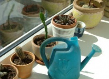 Поливка комнатных растений: методы, приемы и режим правильного увлажнения почвы комнатных растений