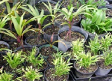 Пальмы и методы выращивания