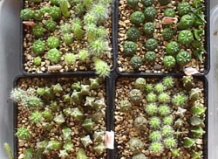 Посев на фильтровальную бумагу