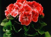 Пеларгония