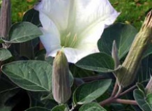 Растение Дурман