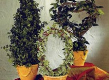 Школа комнатного садоводства. Комнатные лианы