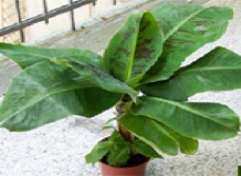 Растения в офисе как средство для снятия стресса