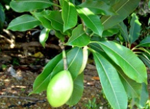 Ядовитые растения. Часть 2