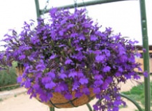 Подвесные корзинки с летниками