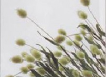 Декоративные злаки в саду