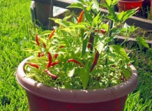 Комнатные плодовые и полезные растения. Перец FRUTESCENS.