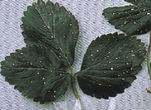 Уход за клубникой и малиной после сбора урожаяУход за клубникой и малиной после сбора урожая