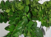 Эсхинантус