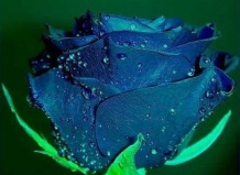 Роза: из глубины веков