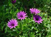 Полевые цветы и аборигенные растения. Часть 1