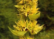 Горечавка – легенда о горечи