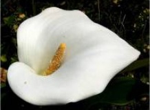 Калла. Зантедехия—Zantedeschia